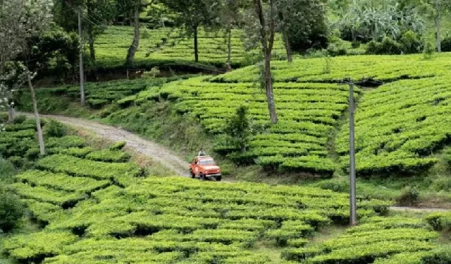 Keindahan Puncak Bogor dengan Sewa Mobil